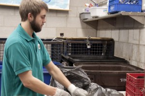 Senior Lewis Segl sorts through recycling at the Recycling Center on North Campus. Segl is a contestant on the America's Next Eco-Star Competition, an online video competition for environmentally conscious leaders. (Amanda Ogbuehi/TommieMedia)