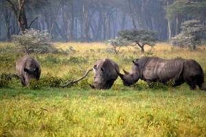 Junior Luke Nolby sees three white rhinos on the edge of a yellow-bark acacia forest in Lake Nakuru National Park in Kenya. (Courtesy of Luke Nolby)
