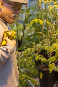 Coordinator of Recycling and Central Receiving Bob Douglas examines some plants in the Greenhouse during Earth Day week. (Ross Schreck/TommieMedia)