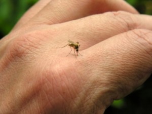 A mosquito lands on a hand. Experts say it's been a buggier-than-normal summer in many places around the U.S. because of a combination of drought, heavy rain and heat. (Photo courtesy of www.aaaai.org) 