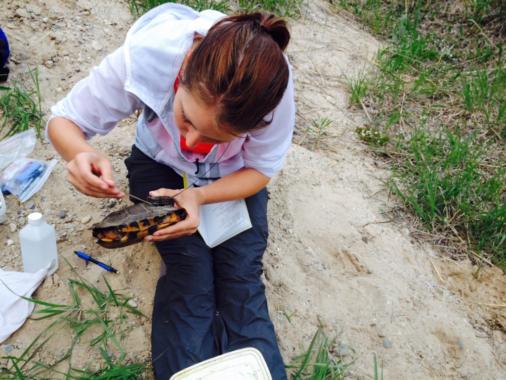 Senior Elizabeth DelMain puts a transmitter on the back of a turtle. Delmain spent a summer in Michigan studying turtles as part of Team Turtle. (Photo courtesy of Time Lewis). 