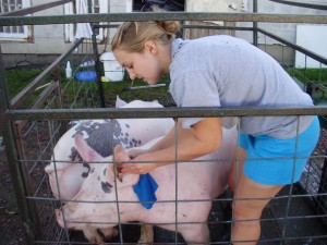 Sophomore Heidi Enninga checks ear identification before moving pigs to a different location. Enninga has raised livestock, including pigs, with her family for 20 years. (Heidi Enninga/TommieMedia)