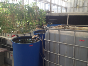 The 600 gallon tank (right) contains 12 tilapia. The water is filtered through the three blue barrels (middle) and flows to the plant base (left). (Molly Sigler/TommieMedia) 