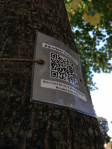 A QR code sign is attached to an American Basswood tree on the St. Thomas campus. 