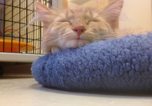 A kitten naps at Feline Rescue Inc., a St. Paul Animal Shelter. Feline Rescue is one of the animal shelters that the ordinance will affect. (Grace Pastoor/TommieMedia)