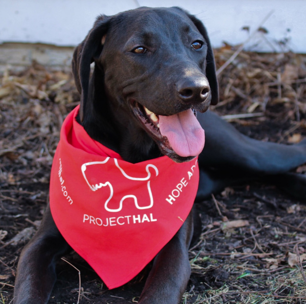 Sophomore Sarah Nelson hopes to offer hope, adoption and love to animals in need with her new business, Project HAL. Ten percent of the profits from T-shirt and dog banana sales are donated to animals shelters and rescues. (Carolyn Meyer/TommieMedia) 