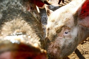 pigs SLIDESHOW: Zach Pagano also got close and person with Barthold's smelly residents. (Zach Pagano/TommieMedia)