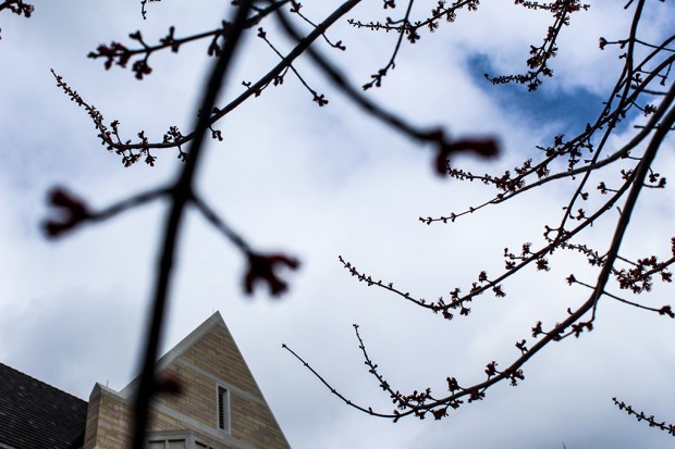 As trees begin to flower on the St. Thomas campus, students have been taking advantage of the warm weather by hanging hammocks on the budding branches. Many students, however, do not know hanging anything from trees on campus is prohibited. (Sunita Dharod/TommieMedia) 